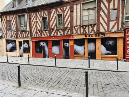 Habillage vitrines centre-ville de Rennes
