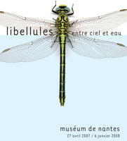 Exposition Libellules, entre ciel et eau - Ville de Nantes